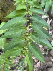 Sida planicaulis, photograph nebrooks, CC BY, iNaturalist via GBIF