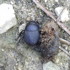 Canthon pilularius