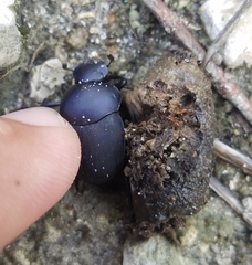 Canthon pilularius