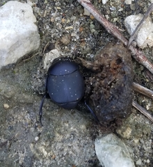 Canthon pilularius