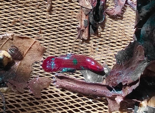 Selangor red fighter (Betta livida) — Osphronemidae — 3
