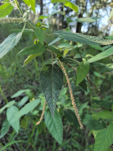 Image of Acalypha nemorum by (c) Scott Warner, some rights reserved (CC BY)