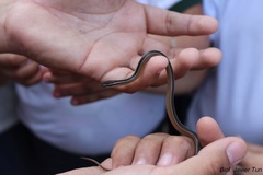 Coniophanes schmidti