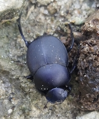 Canthon pilularius