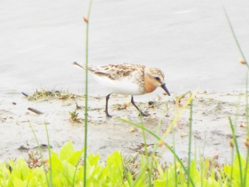 Correlimos cuellirrojo (Calidris ruficollis)