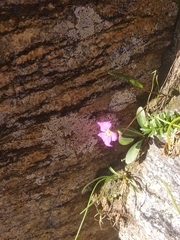 Primula angustifolia