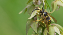 Dolichovespula sylvestris