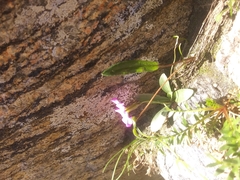 Primula angustifolia