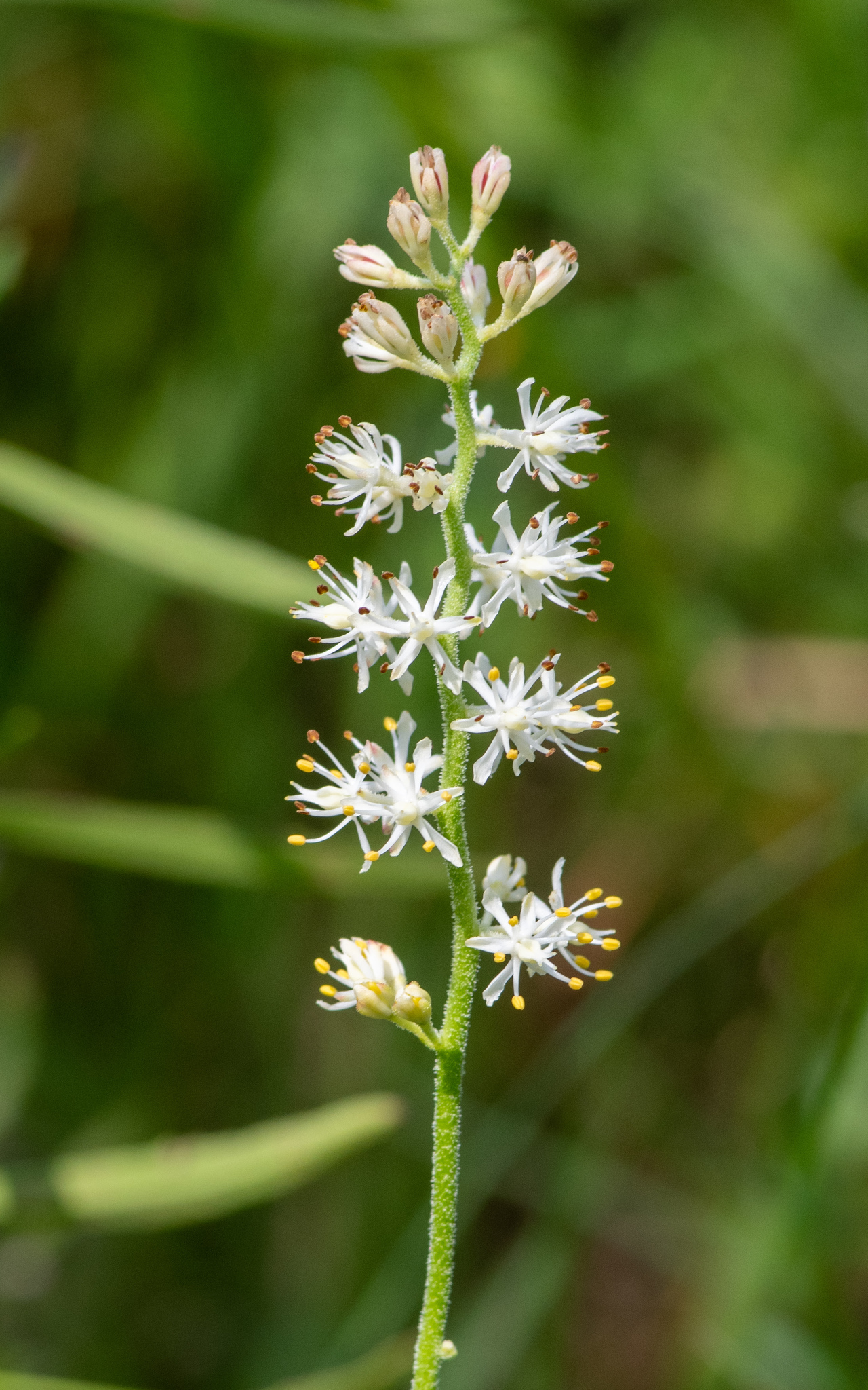 Triantha racemosa