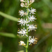 Triantha racemosa - Photo (c) Richard Hitt,  זכויות יוצרים חלקיות (CC BY-NC-SA), הועלה על ידי Richard Hitt