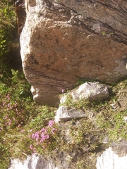 Primula angustifolia