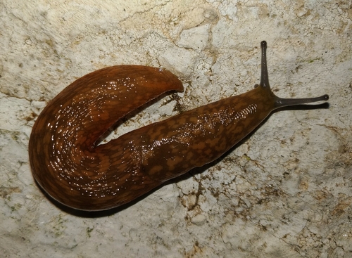 Yellow Cellar Slug