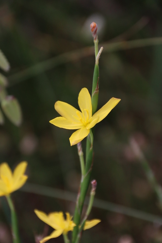 Image of Moraea lewisiae by (c) Tony Rebelo, some rights reserved (CC BY-SA)