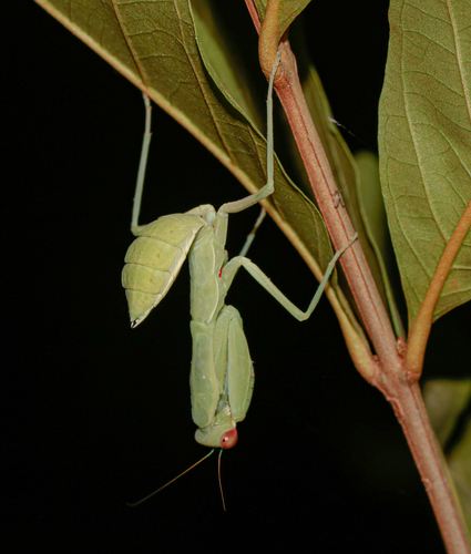 Giant Asian Mantis