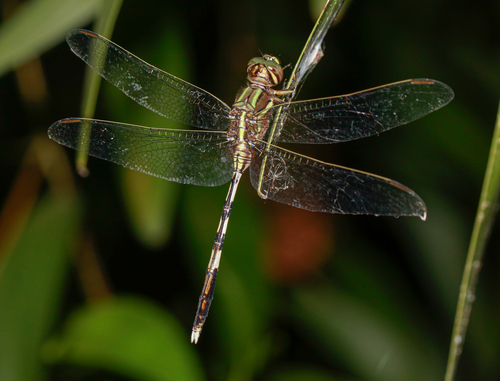 Slender Skimmer