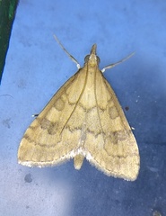 Udea fulvalis