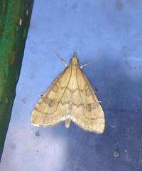 Udea fulvalis