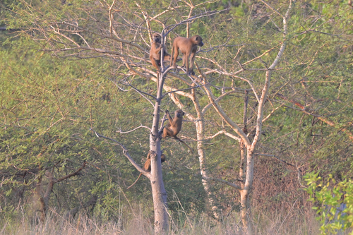 Guinea Baboon