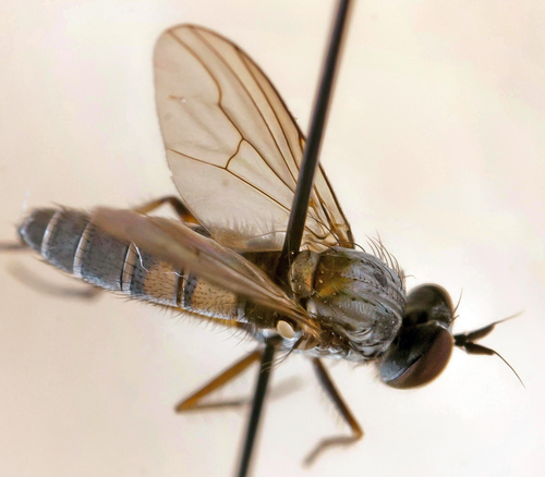 Argyra setimana