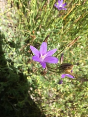Brodiaea rosea rosea