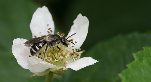 Ashy Furrow Bee, Nationaal Park De Loonse En Drunense Duinen, NL-NB-TI, NL-NB, NL, photo 6 of 10