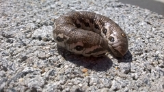 Proserpinus proserpina