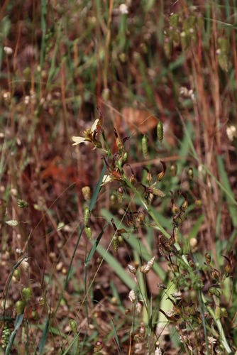 Image of Wachendorfia brachyandra by (c) Tony Rebelo, some rights reserved (CC BY-SA)