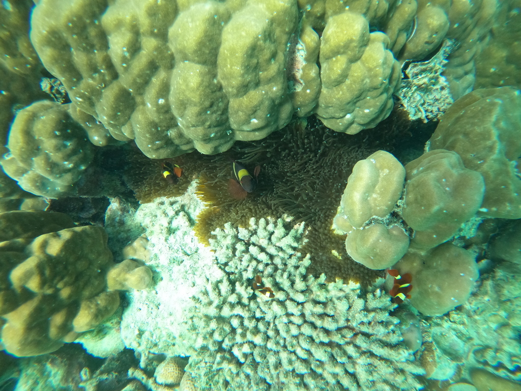 Maroon Clownfish