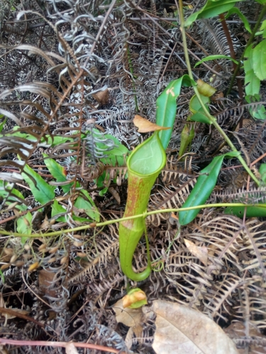 Image of Nepenthes sanguinea by (c) Mikel Etxeberria Okariz, some rights reserved (CC BY)