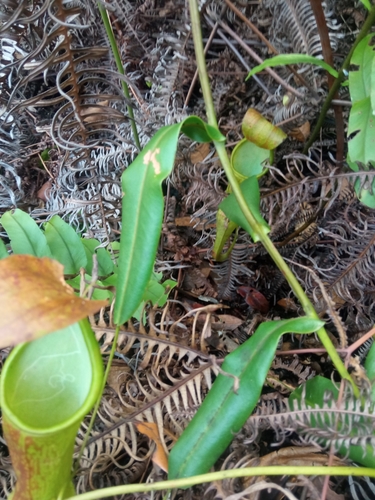 Image of Nepenthes sanguinea by (c) Mikel Etxeberria Okariz, some rights reserved (CC BY)