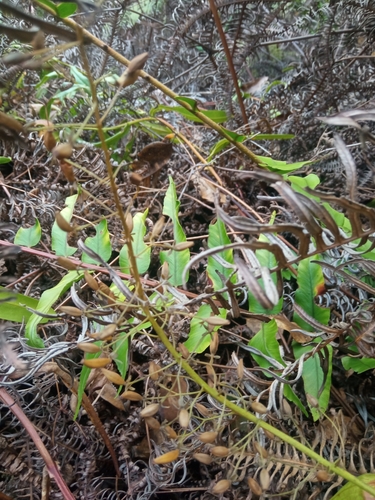 Image of Nepenthes sanguinea by (c) Mikel Etxeberria Okariz, some rights reserved (CC BY)
