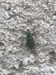 Pachyrhinus lethierryi