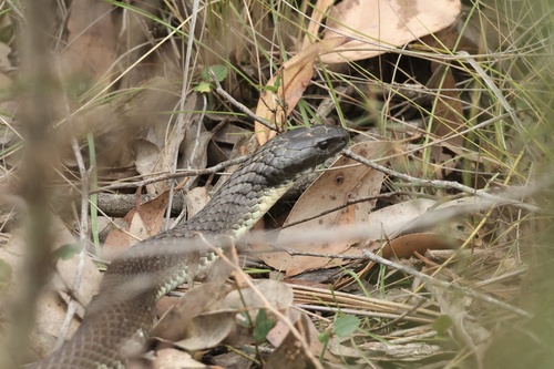 Tiger Snake sighting