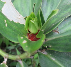 Costus erythrophyllus