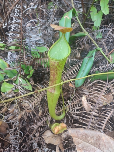 Nepenthes sanguinea