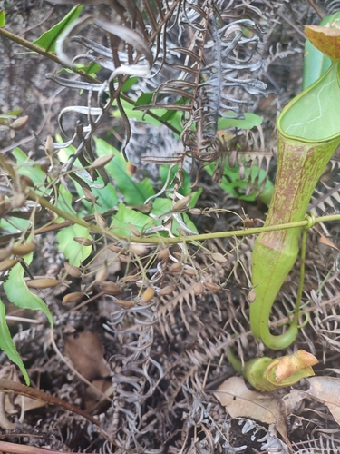 Nepenthes sanguinea