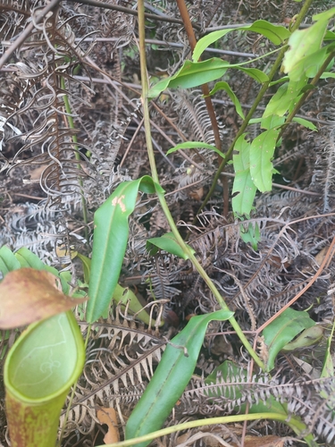 Nepenthes sanguinea