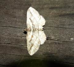 Costaconvexa polygrammata