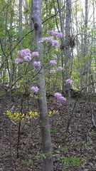 Rhododendron canescens