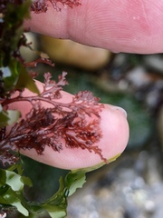 Microcladia coulteri
