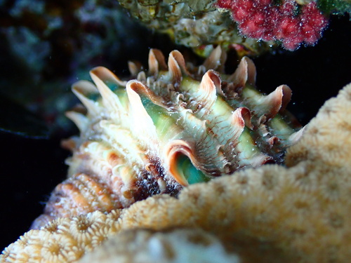 Turbo argyrostomus observed 2024-11-30