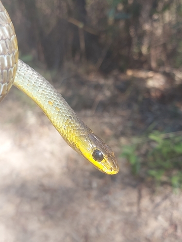 Common Tree Snake sighting