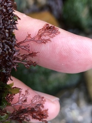 Microcladia coulteri