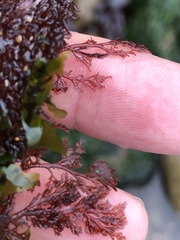 Microcladia coulteri