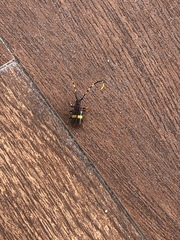 Trachyderes elegans