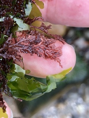 Microcladia coulteri