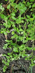 Origanum majorana
