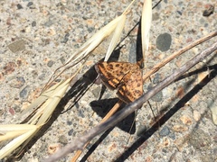 Pyrausta californicalis