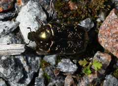 Protaetia marmorata