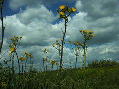 Sonchus palustris